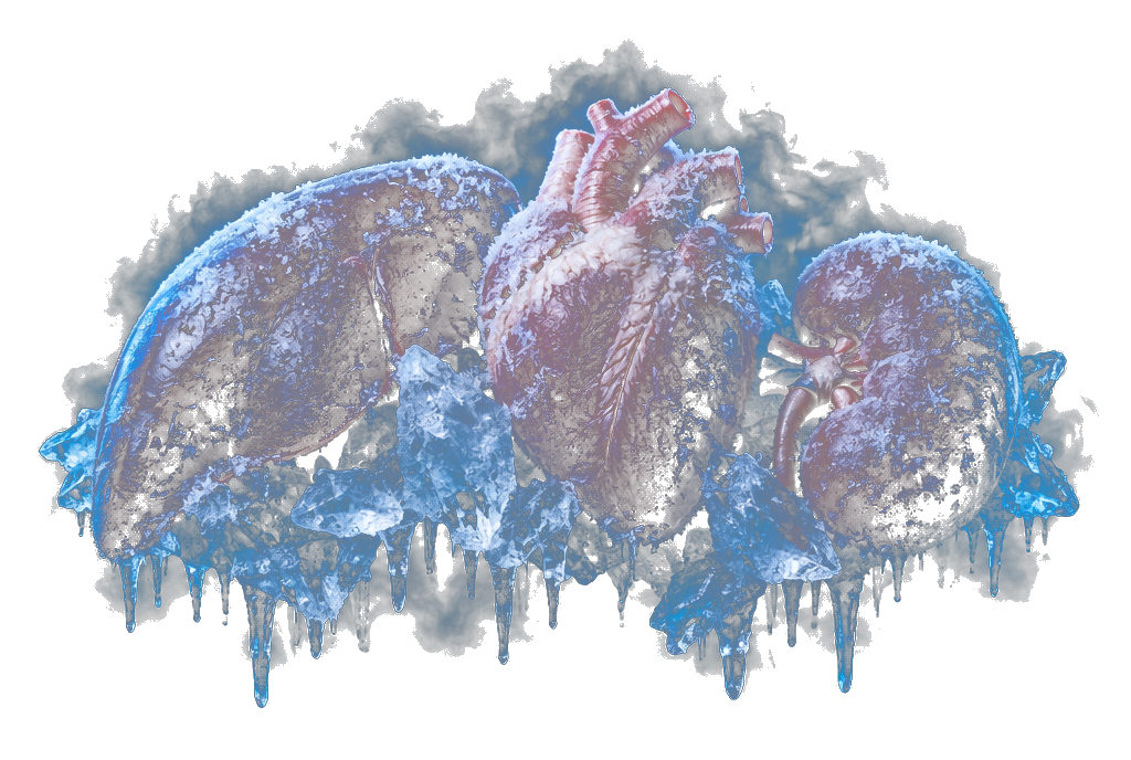 Frozen reindeer organs